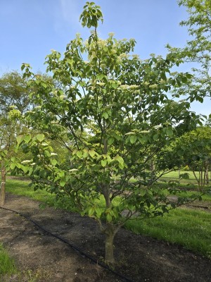 Afbeelding Reuzen Kornoelje - Cornus controversa