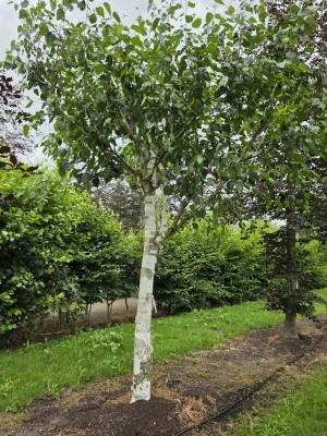 Afbeelding Witte berk (Doorenbos) - Betulus utilis Doorenbos (Jacquemontii)