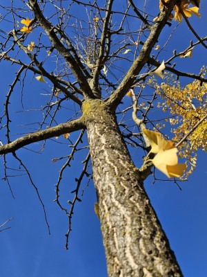 Afbeelding Tempelboom of Eendenpootboom - Ginkgo biloba