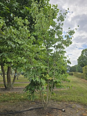 Afbeelding Asiatischer Blüten-Hartriegel - Cornus kousa Chinensis