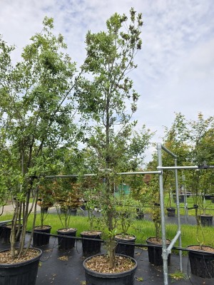 Afbeelding Steeneik - Quercus ilex