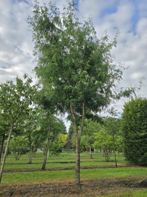 Afbeelding Valse Christusdoorn - Gleditsia triacanthos 'Skyline'