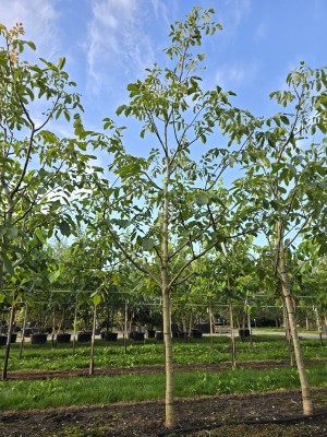 Afbeelding Walnuss 'Cyril' - Juglans regia 'Cyril'