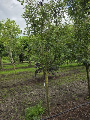 Afbeelding Rode Goudreinet - Malus domestica 'Rode Boskoop'