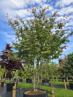 Afbeelding Perzisch IJzerhout - Parrotia persica