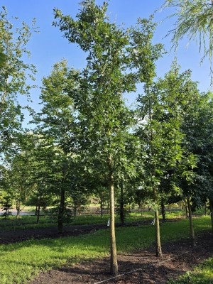 Afbeelding Moseik - Quercus cerris