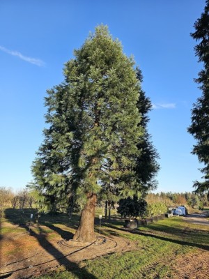 Afbeelding Mammoetboom - Sequoiadendron Giganteum