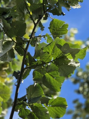 Afbeelding Silberlinde - Tilia tomentosa 'Brabant'