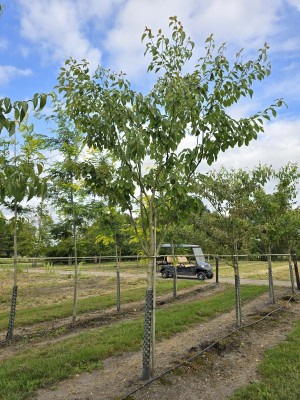Afbeelding Reuzen Kornoelje - Cornus controversa