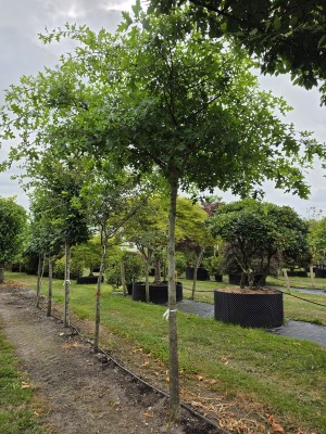 Afbeelding Moeraseik als parasolboom - Quercus Palustris
