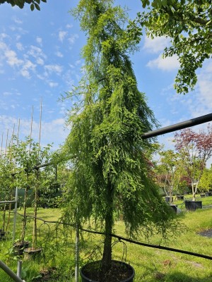 Afbeelding Treurende moerascypres - Taxodium distichum 'Pendulum'