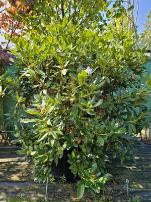 Afbeelding Rhododendron - Rhododendron 'Cunningham's White'