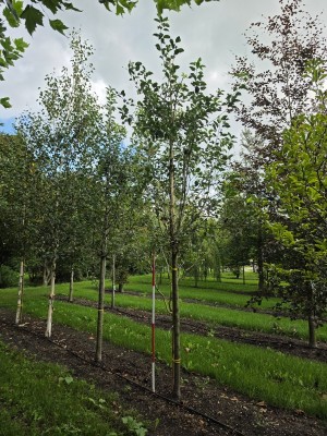Afbeelding Notarisappel als hoogstamboom - Malus domestica 'Notarisappel'