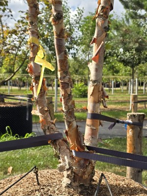 Afbeelding Zwarte berk - Betula nigra