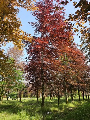 Afbeelding Rode beuk - Fagus sylvatica 'Atropunicea'