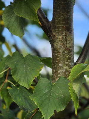Afbeelding Winterlinde meerstam - Tilia cordata