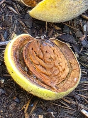 Afbeelding Amandelboom - Prunus dulcis