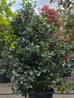 Afbeelding Wintergroene sierlijke Hulst - Ilex altaclerensis 'Wilsonii'