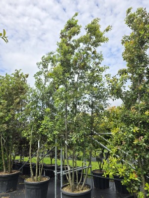 Afbeelding Steeneik - Quercus ilex
