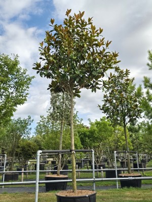 Afbeelding Magnolia grandiflora 'Galissonnière' - Magnolia grandiflora 'Galissonnière'