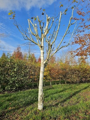 Afbeelding Weiße Birke (Doorenbos) - Betulus utilis Doorenbos (Jacquemontii)