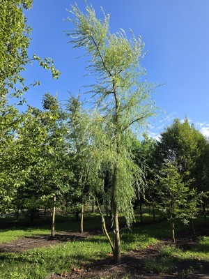 Afbeelding Mehrstämmige Trauerweide - Salix x sepulcralis 'Chrysocoma'