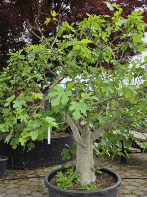 Afbeelding Vijg - Ficus carica 'Brown Turkey'