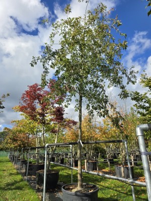 Afbeelding Moeraseik - Quercus Palustris