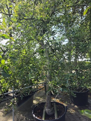 Afbeelding Appel - Malus domestica 'Jonagold'