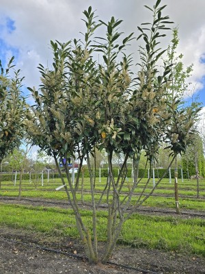 Afbeelding Laurierkers 'Caucasica' - Prunus laurocerasus 'Caucasica'