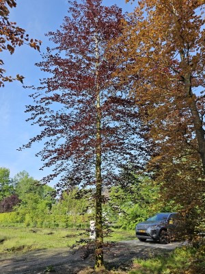 Afbeelding Volwassen rode beuk - Fagus sylvatica 'Atropunicea'