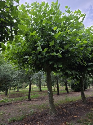 Afbeelding Platane - Platanus hispanica