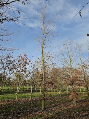 Afbeelding Grüne Buche - Fagus sylvatica