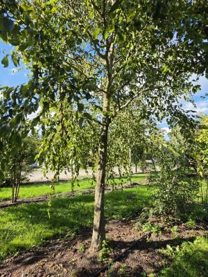 Afbeelding Chinesische Hainbuche - Carpinus Henryana