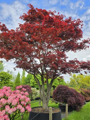 Afbeelding Japanse Esdoorn - Acer palmatum 'Atropurpureum'