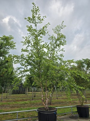 Afbeelding Zwarte berk - Betula nigra