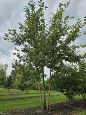 Afbeelding 3 stammige zomereik - Quercus robur