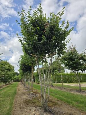 Afbeelding Perzisch IJzerhout 'Vanessa' - Parrotia persica 'Vanessa'