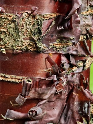 Afbeelding Tibetkers - Prunus serrula