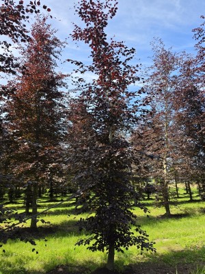 Afbeelding Rode beuk - Fagus sylvatica 'Atropunicea'
