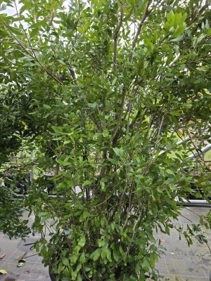 Afbeelding Amerikanische Wachsmyrte - Myrica pensylvanica