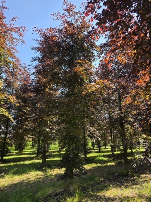Afbeelding Rode beuk - Fagus sylvatica 'Atropunicea'