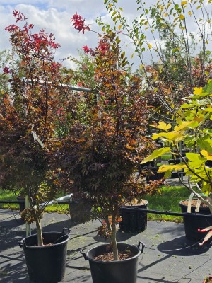 Afbeelding compact groeiende Japanse esdoorn - Acer palmatum 'Twombley's Red Sentinel'