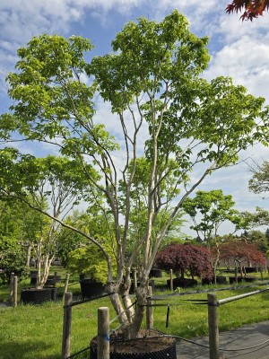 Afbeelding Zevenzonenboom - Heptacodium miconioides
