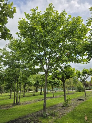 Afbeelding Plataan - Platanus hispanica