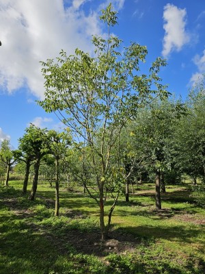 Afbeelding meerstammige veredelde notenboom - Juglans regia 'Buccaneer''