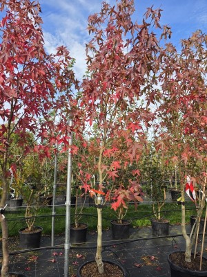 Afbeelding Amberboom - Liquidambar styraciflua 'Worplesdon'