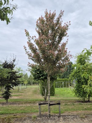 Afbeelding Amerikanischer Rotahorn - Acer rubrum 'Summer Red'