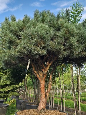 Afbeelding Dwerg Den - Pinus sylvestris 'Watereri'