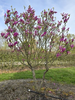 Afbeelding Magnolia 'Susan' - Magnolia 'Susan'